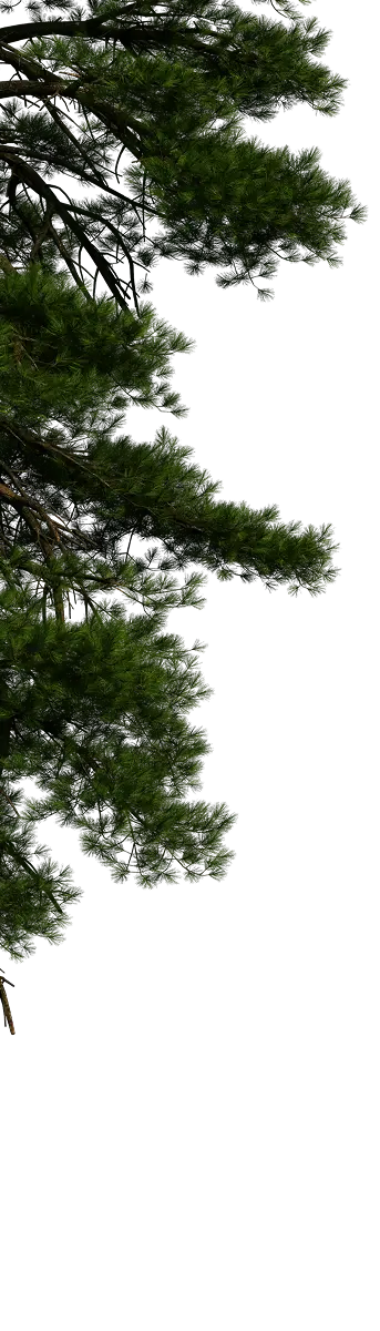Дерево