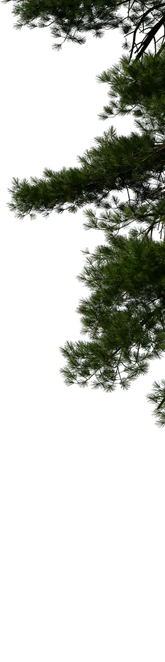 Дерево